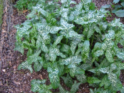 Arum italicum subsp. italicum 'Bill Baker'